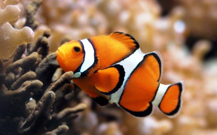 Clown-Fish