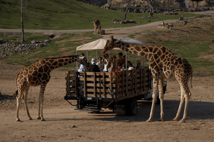 San-Diego-Wild-Animal-Park