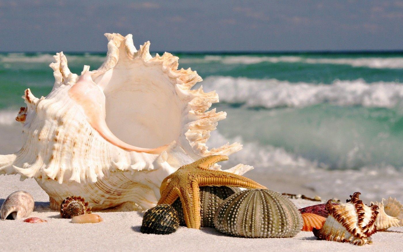 islandseashell2