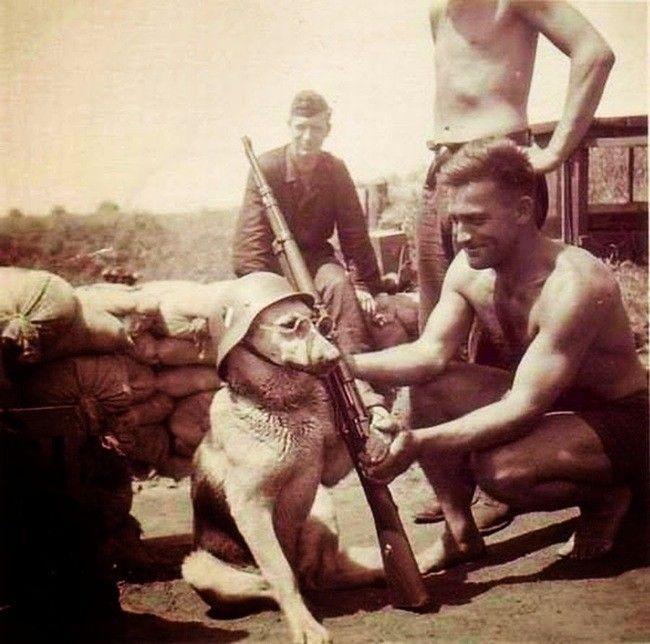 strange-history-dog