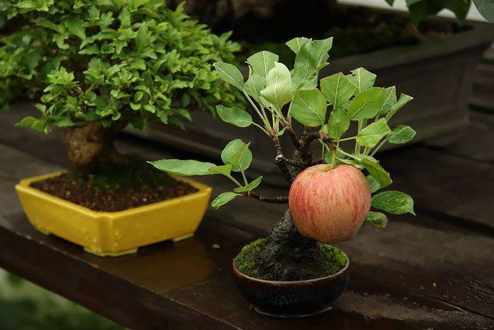 amazing-bonsai-trees-12-5710ed059e7f7__700