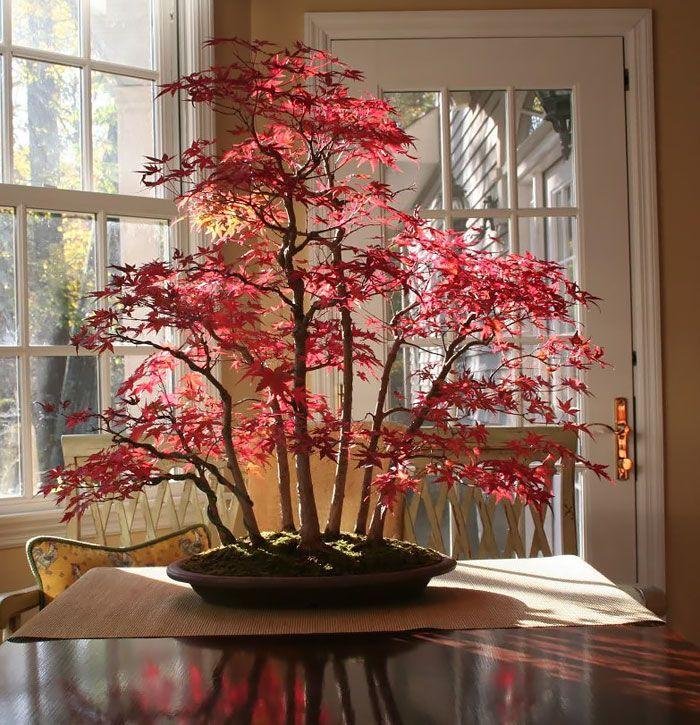 amazing-bonsai-trees-15-5710eeb31ea38__700