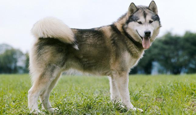 Alaskan Malamutes الملموت الألاسكي أومال