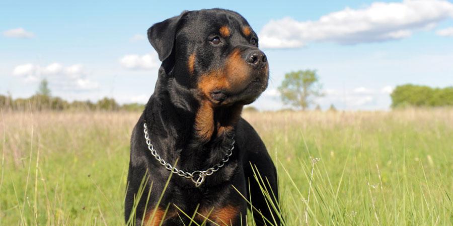 Rottweiler - الروت وايلر