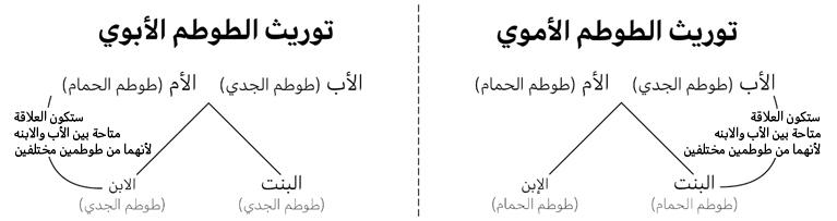 النظام الطوطمي - الطوطم والتابو - سيغموند فرويد