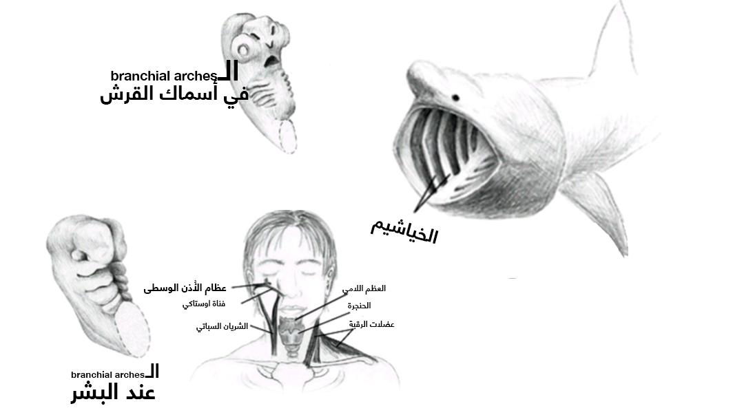 الاختلاف بين تطور القنطريات الخاصة بأدمغة أسماك القرش وأدمغة البشر