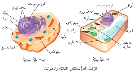 تركيب الخلية الحيوانية