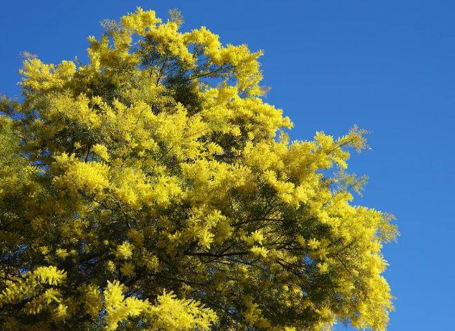 أكاسيا ساليغنا (Acacia Saligna)