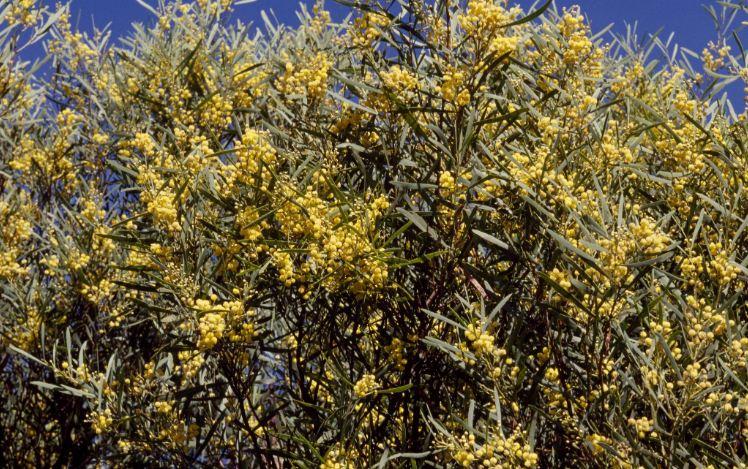 Acacia Paradoxa