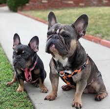 انواع الكلاب - البولدغ الفرنسي (French Bulldog)