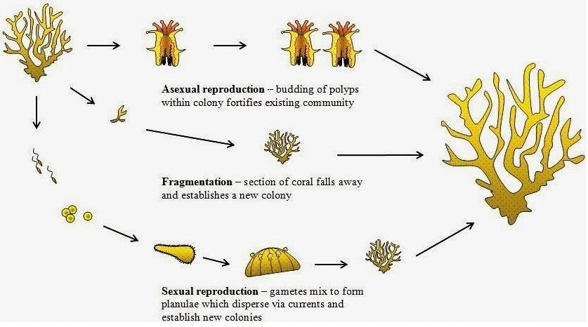 نمو وتكاثر المرجان