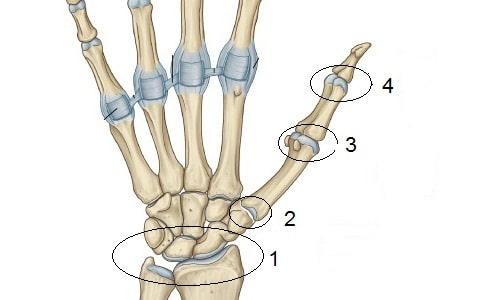 مفاصل عظام اليد