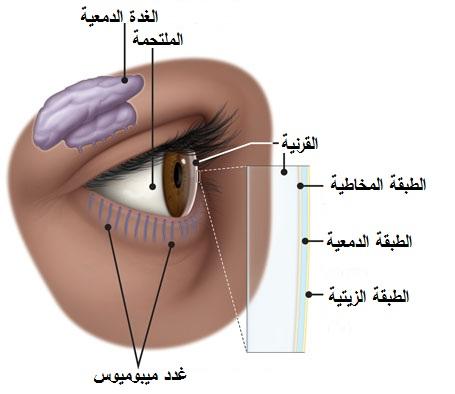 صورة توضّح طبقات فيلم الدّمع، بالإضافة إلى توضّع الغدد الملحقة بالعين والمفرزة لمكوّنات هذا الفيلم