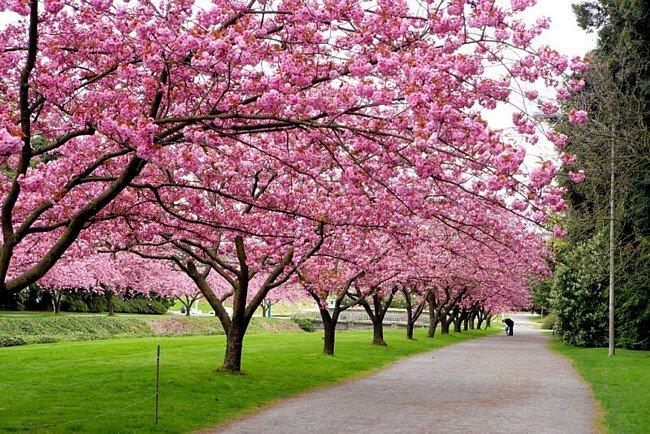  أشجار وشجيرات الزينة (Ornamental Trees and Shrubs)