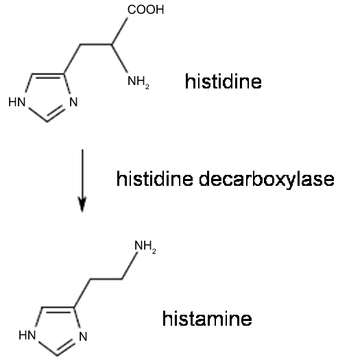 الهيستامين