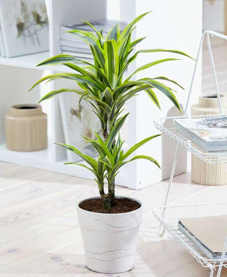 نباتات الزينة الداخلية (Indoor Plants)