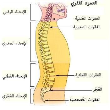 فقرات الرقبة