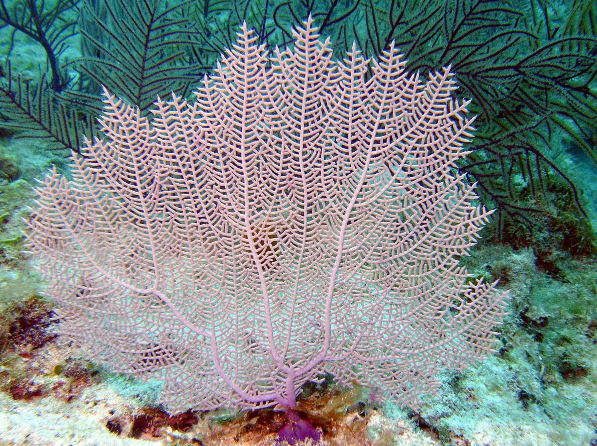 مراوح البحر (Sea Fan)