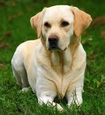 اللابرادو (Labrador Retrievers)