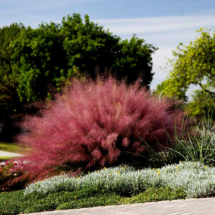 أعشاب الزينة (Grasses Ornamental)