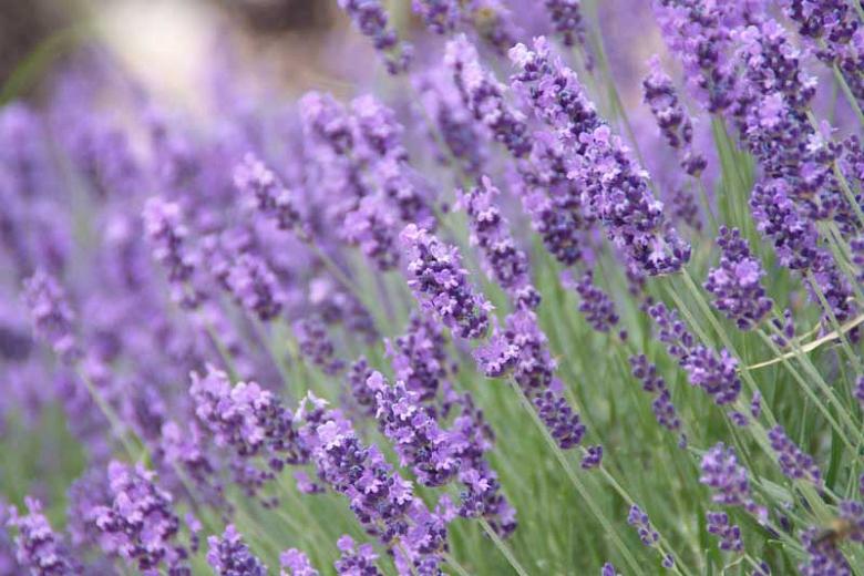 الخزامى الانجليزي Lavandula Angustifolia