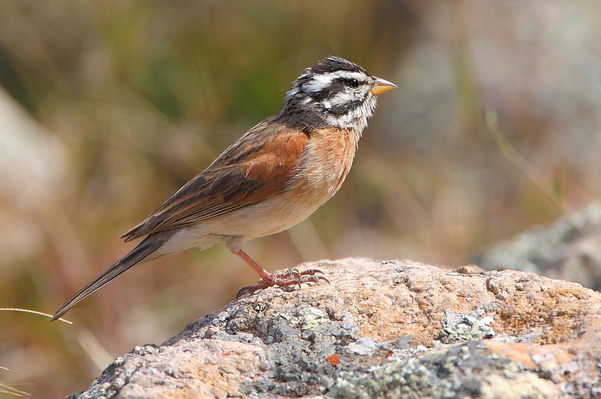 طير درسة سقطرى (Emberiza Socotrana)