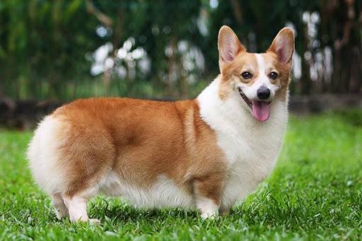 كلب بيمبروك الويلزي (Pembroke Welsh Corgi)