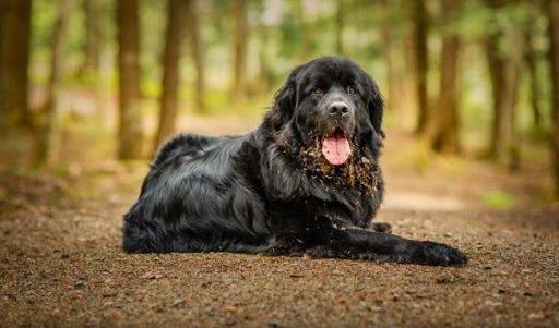 كلب نيوفاندوندلند (Newfoundland Dog)