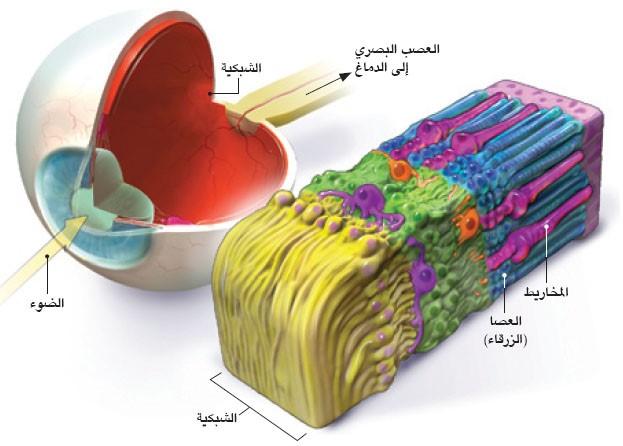 رسم ثلاثي الأبعاد يوضّح شكل الخلايا المُستقبلة للضوء، و العين