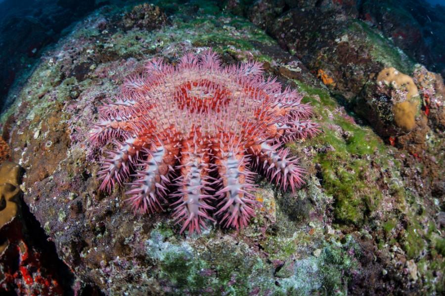 نجمة البحر الملكية (Astropecten articulates)