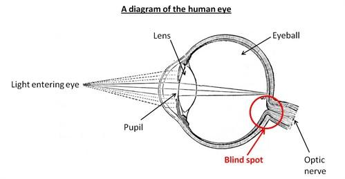 eyeball_499x259 الرؤية في العين