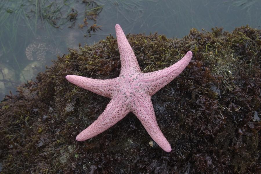 نجمة البحر الوردية (Pisaster brevispinus) - نجمة البحر