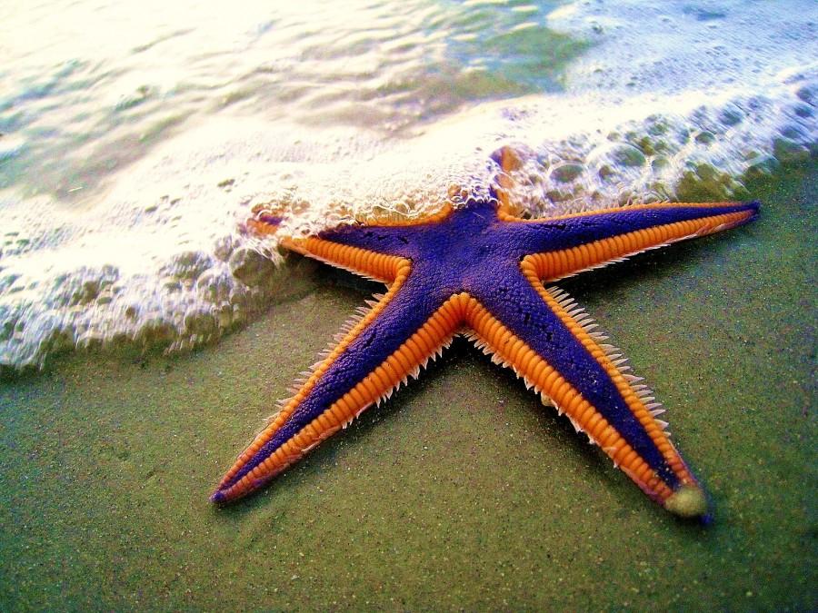 نجمة البحر الملكية (Astropecten articulates)